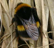 Hummel-2.jpg